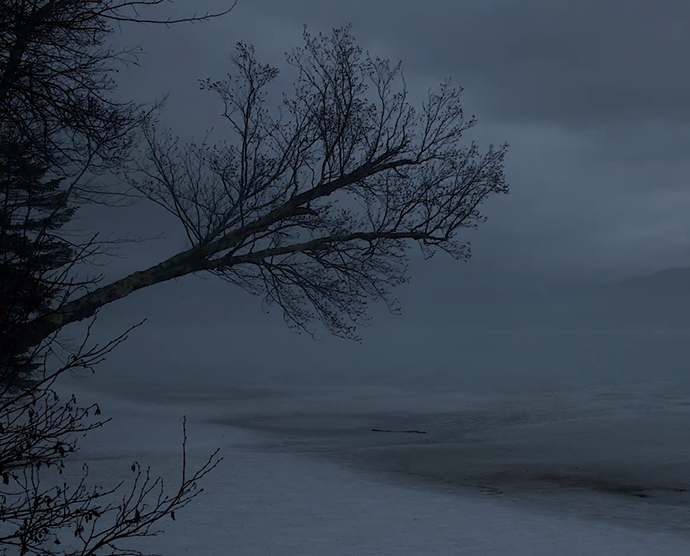 Au crépuscule des arbres