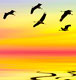 oiseaux et reflets